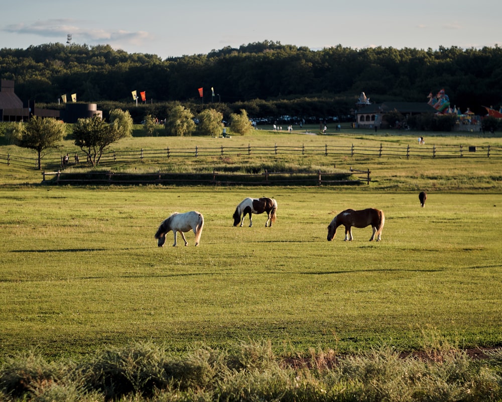 a group of horses grazing on a lush green field