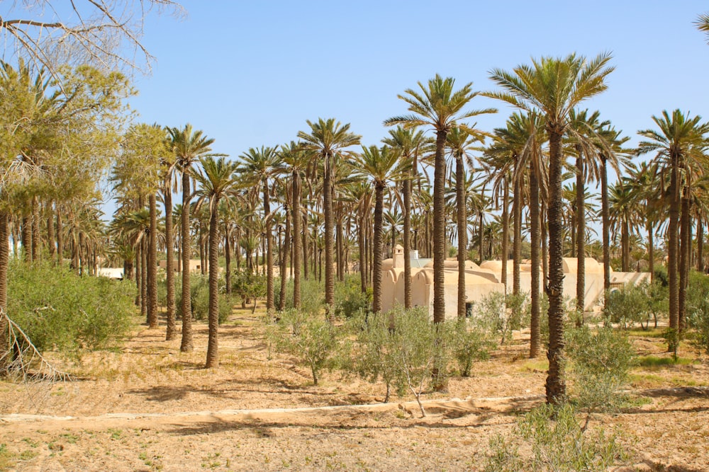 a group of palm trees in the desert