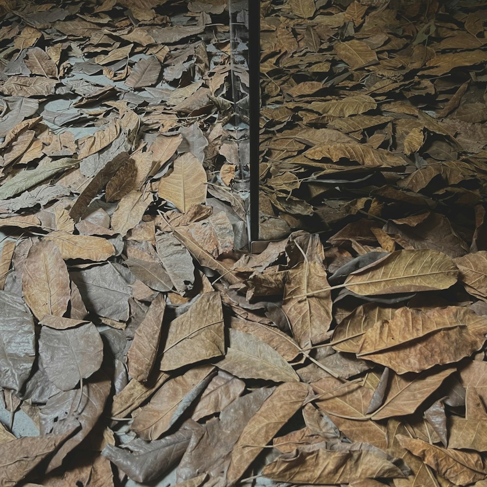 a pile of leaves sitting on top of a wooden floor