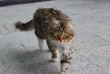 A fluffy tabby cat with green eyes walks toward the camera on a light gray tiled surface. The cat has a focused expression, with its fur appearing well-groomed and slightly bushy around the face and tail.