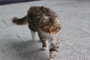 A fluffy tabby cat with green eyes walks toward the camera on a light gray tiled surface. The cat has a focused expression, with its fur appearing well-groomed and slightly bushy around the face and tail.