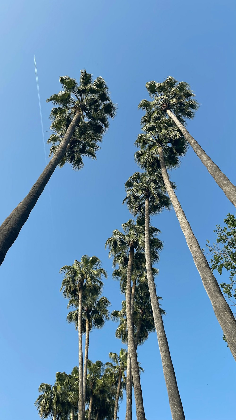 a group of tall palm trees under a blue sky