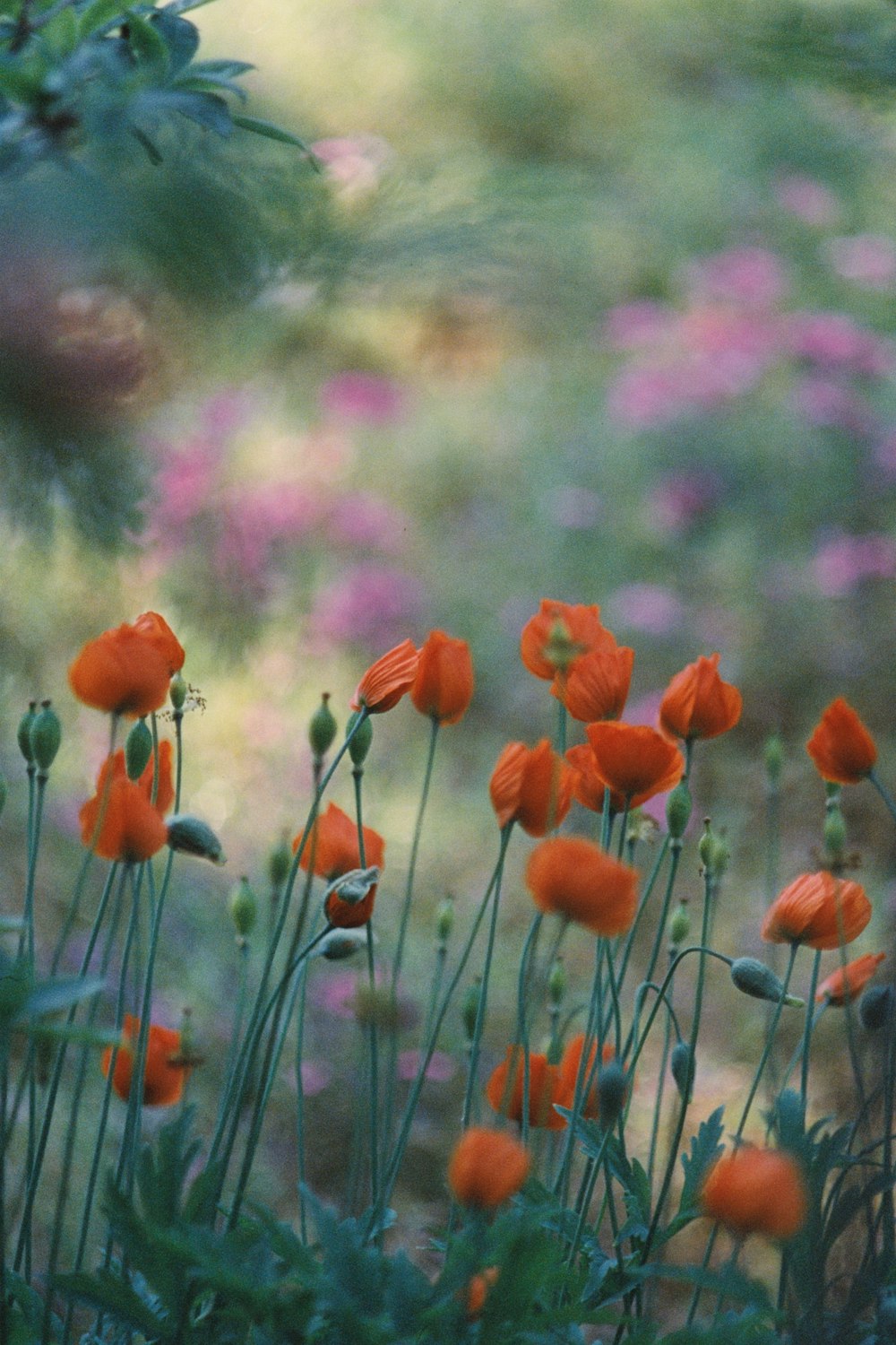 a bunch of orange flowers in a field