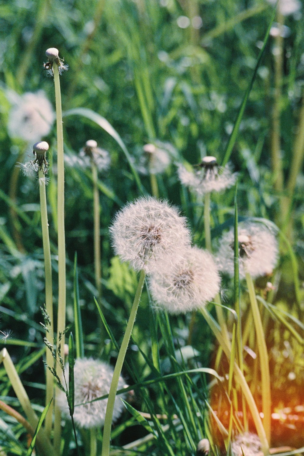 a bunch of dandelions that are in the grass