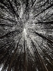 looking up at the tops of tall trees