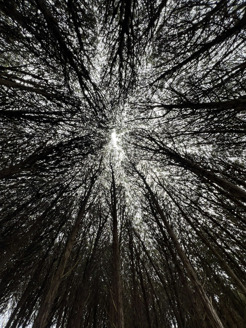 looking up at the tops of tall trees