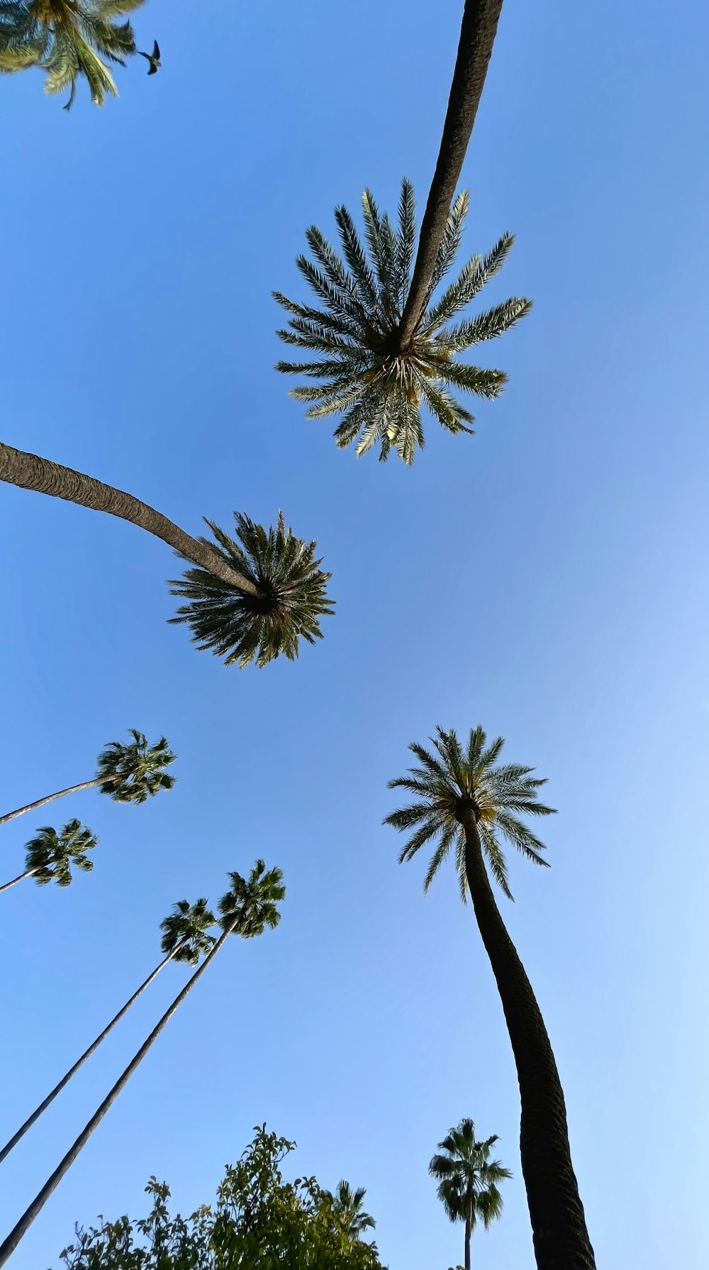 a group of palm trees with a blue sky in the background