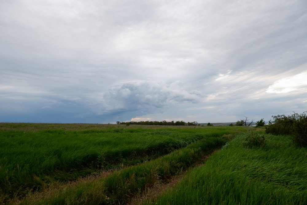 a grassy field with a path in the middle of it