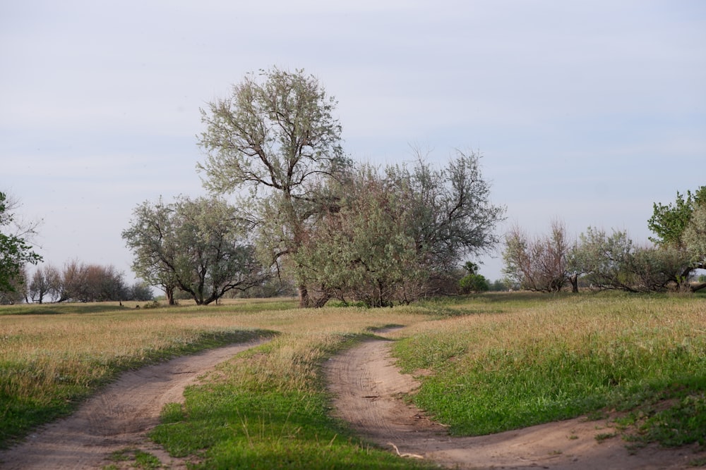 a dirt road in a field with trees in the background