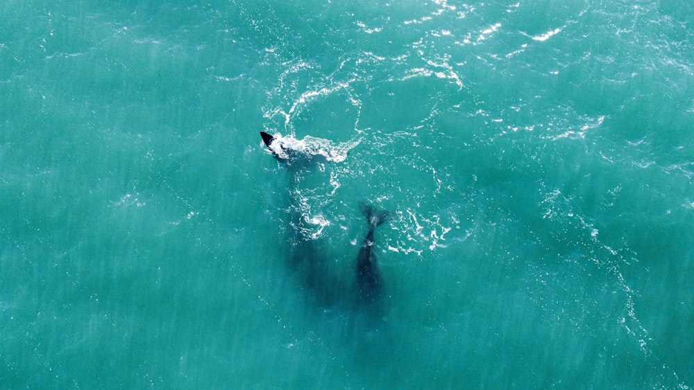 서핑 보드를 들고 물 속에 있는 두 사람