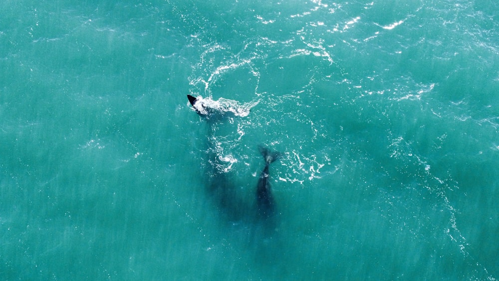 a couple of people in the water with a surfboard