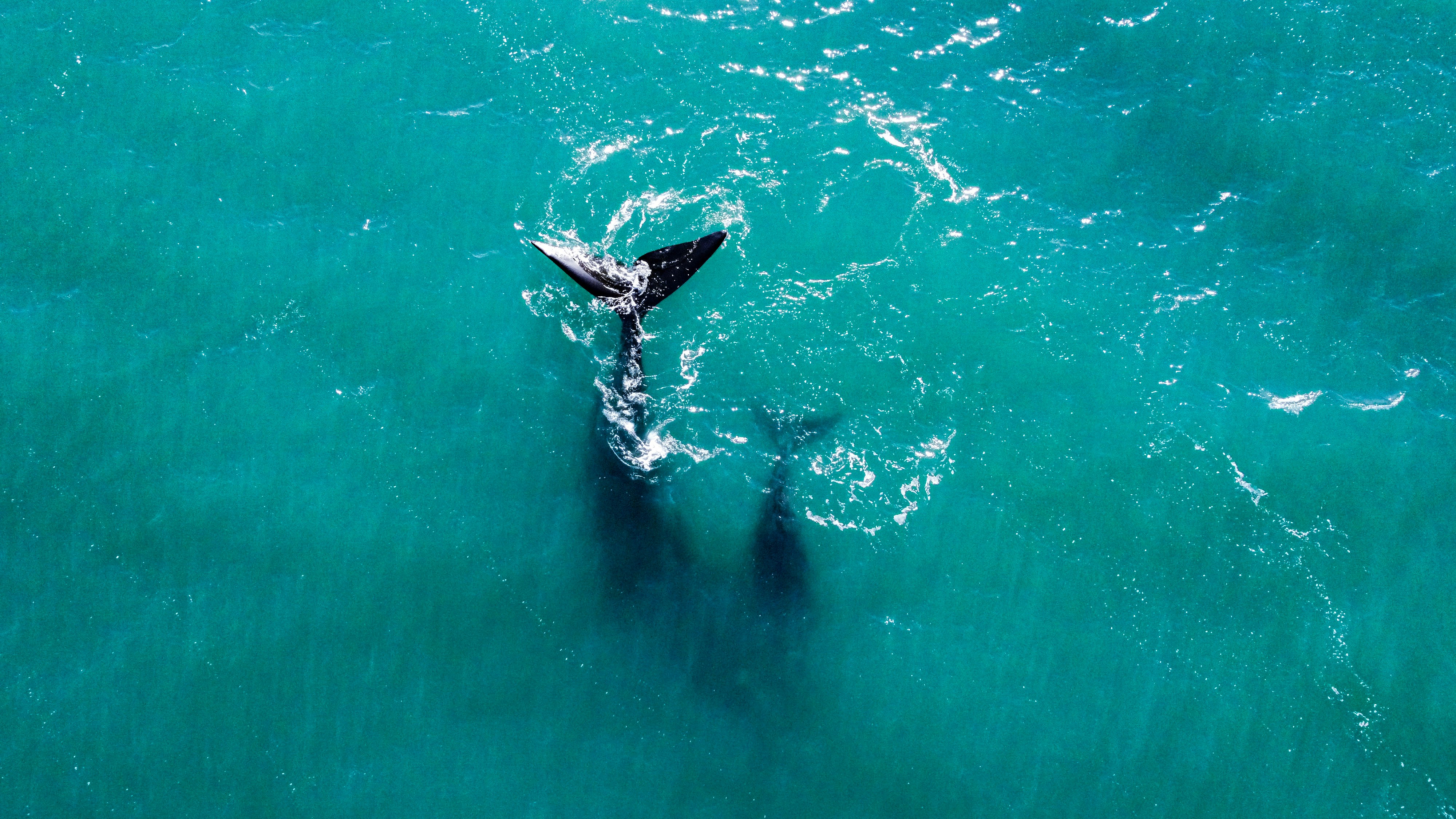 Follow the Whales: Decoding Massive On-Chain Transfers Before They Reshape the Market