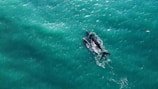an aerial view of two dolphins swimming in the ocean