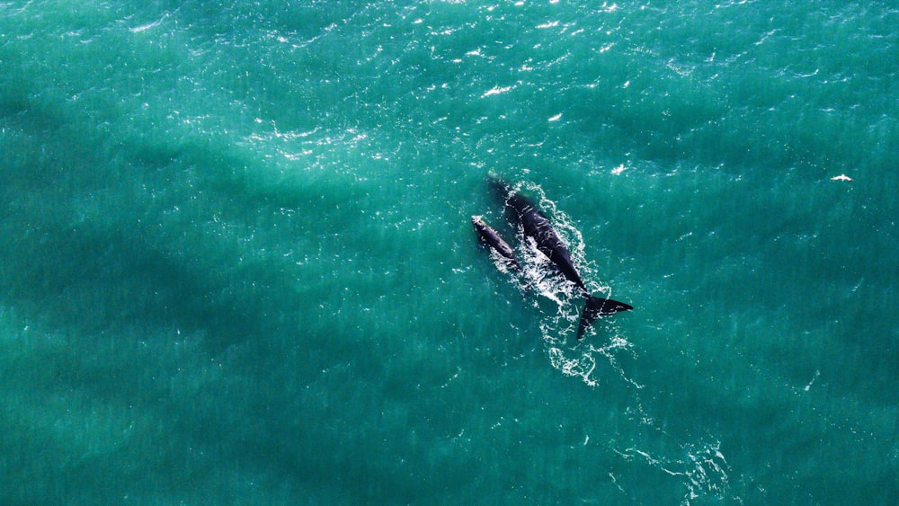 an aerial view of two dolphins swimming in the ocean