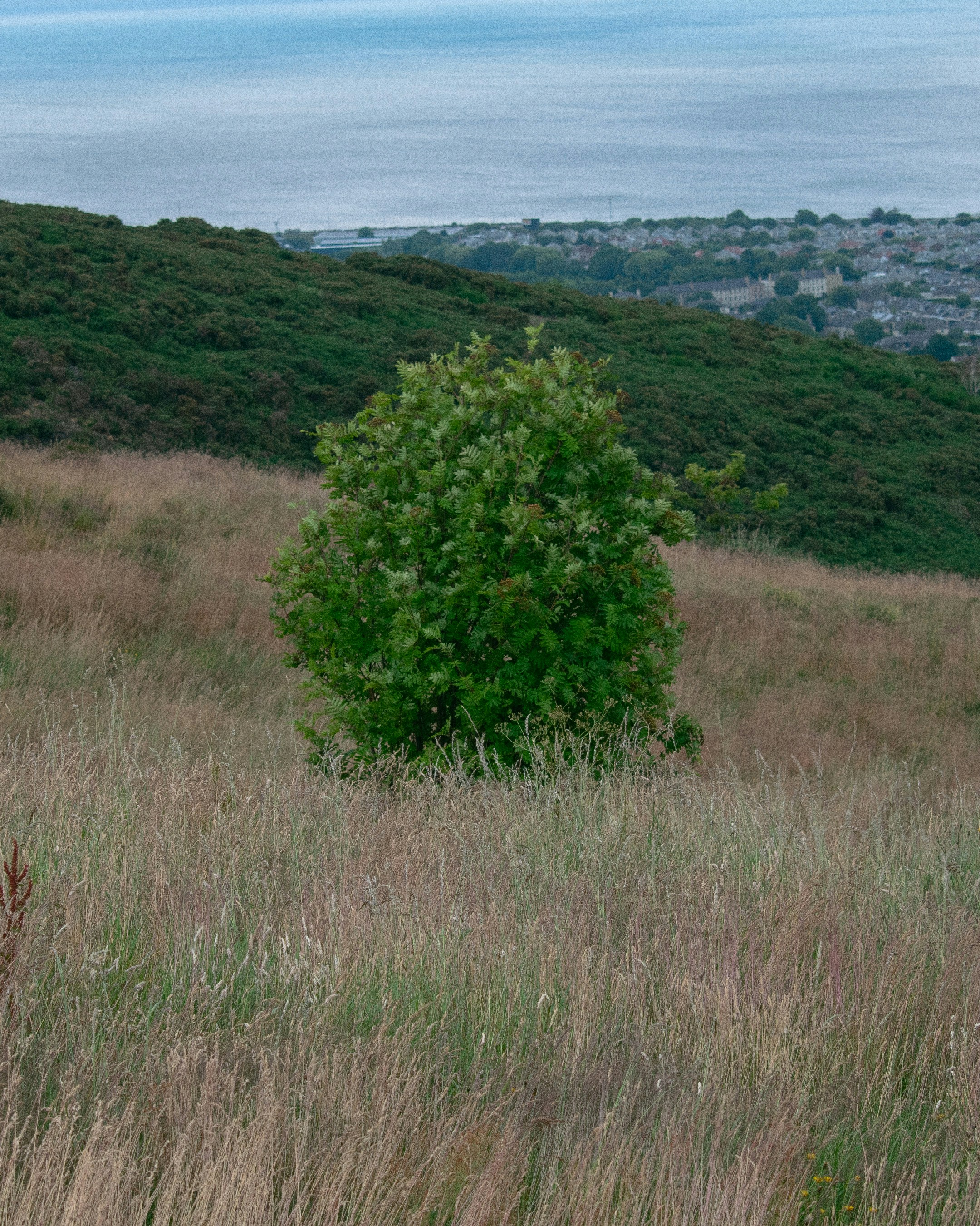 a lone tree in a field of tall grass