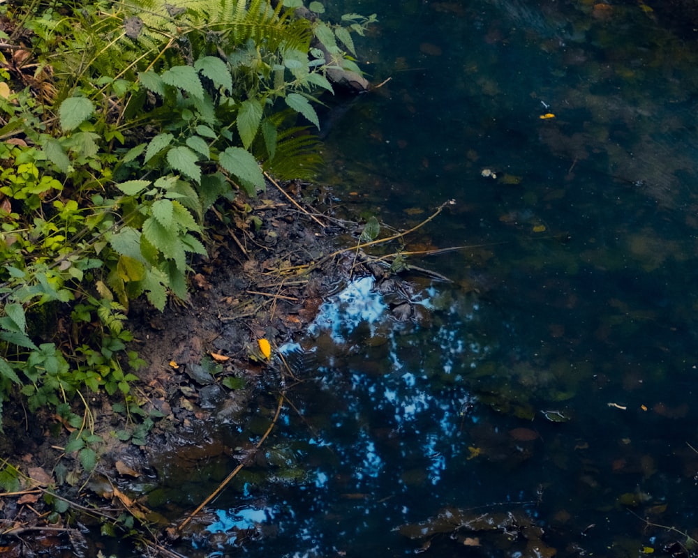 a stream running through a lush green forest