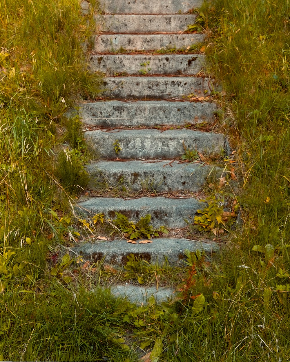 a bunch of steps that are in the grass