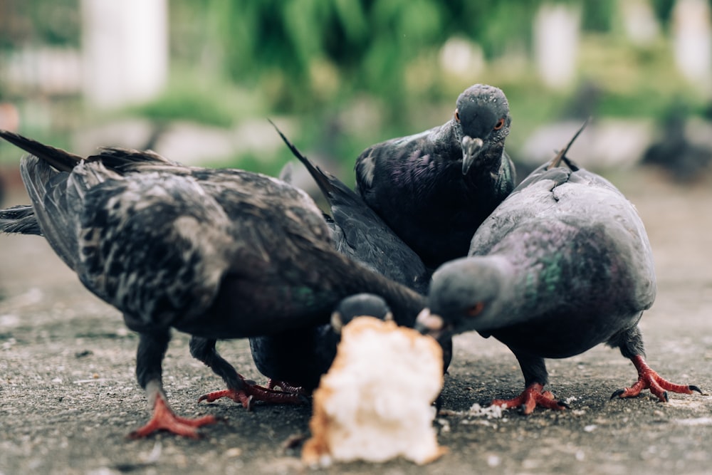 a group of pigeons eating a piece of bread