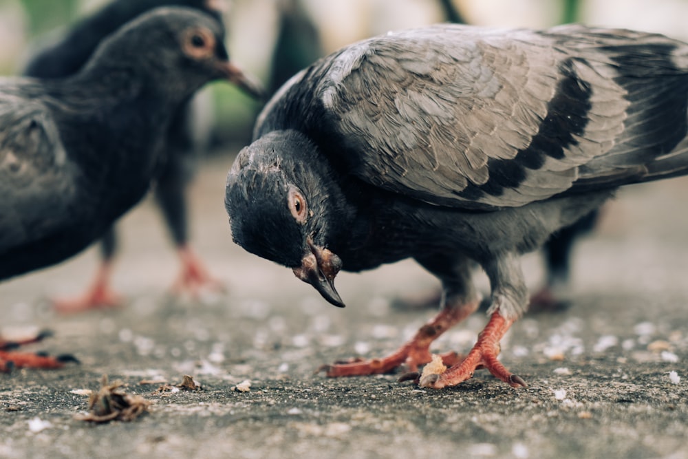 a couple of birds that are standing on the ground