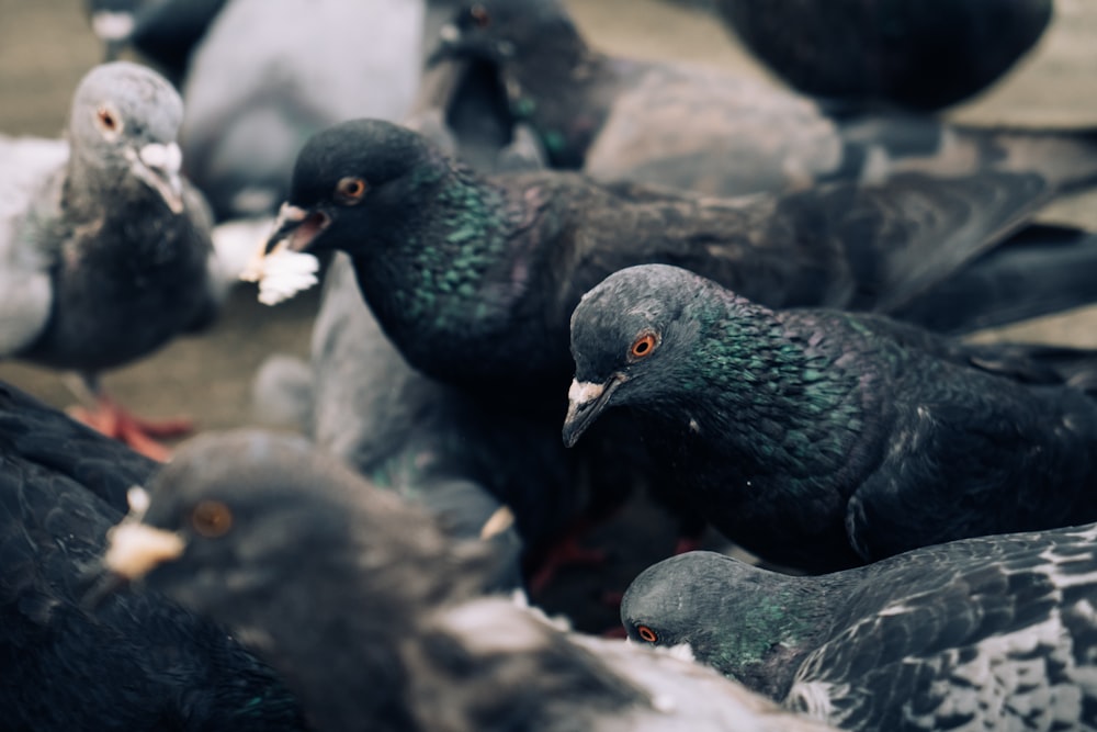 a flock of pigeons sitting on top of each other