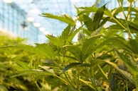 Vibrant green plants with serrated leaves are densely packed in an indoor greenhouse setting. Light fixtures hang from the ceiling, providing a bright environment for cultivation.
