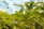 Vibrant green plants with serrated leaves are densely packed in an indoor greenhouse setting. Light fixtures hang from the ceiling, providing a bright environment for cultivation.