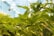 Vibrant green plants with serrated leaves are densely packed in an indoor greenhouse setting. Light fixtures hang from the ceiling, providing a bright environment for cultivation.