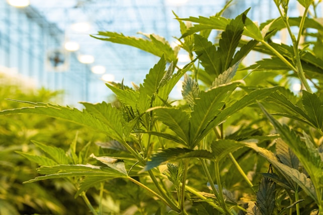 Vibrant green plants with serrated leaves are densely packed in an indoor greenhouse setting. Light fixtures hang from the ceiling, providing a bright environment for cultivation.