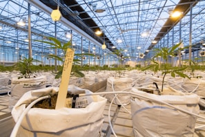 Close-up of a digital tablet displaying crop data in a high-tech greenhouse.