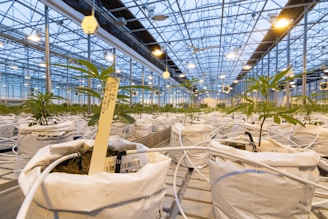 A large and well-organized greenhouse with rows of young plants growing in white bags. Each plant appears to be carefully labeled and is part of an extensive cultivation system with visible irrigation tubes. The ceiling is made of glass, allowing natural light to illuminate the space, complemented by artificial lighting.
