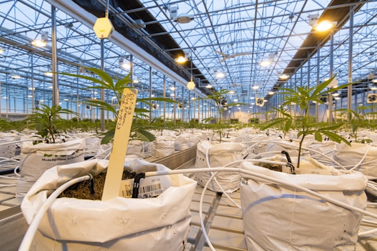 A large and well-organized greenhouse with rows of young plants growing in white bags. Each plant appears to be carefully labeled and is part of an extensive cultivation system with visible irrigation tubes. The ceiling is made of glass, allowing natural light to illuminate the space, complemented by artificial lighting.