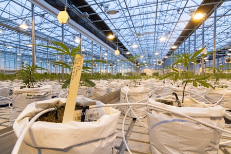 A large and well-organized greenhouse with rows of young plants growing in white bags. Each plant appears to be carefully labeled and is part of an extensive cultivation system with visible irrigation tubes. The ceiling is made of glass, allowing natural light to illuminate the space, complemented by artificial lighting.