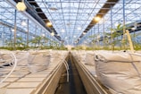 A large indoor greenhouse with rows of young plants growing in white containers. The structure is supported by metal beams and lit by numerous overhead lamps, providing a bright, artificial lighting environment. The floor appears to be a long path between the rows, designed for maintenance and care of the plants.