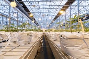 A large indoor greenhouse with rows of young plants growing in white containers. The structure is supported by metal beams and lit by numerous overhead lamps, providing a bright, artificial lighting environment. The floor appears to be a long path between the rows, designed for maintenance and care of the plants.