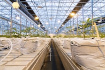 A large indoor greenhouse with rows of young plants growing in white containers. The structure is supported by metal beams and lit by numerous overhead lamps, providing a bright, artificial lighting environment. The floor appears to be a long path between the rows, designed for maintenance and care of the plants.