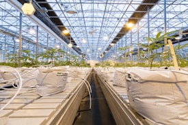 A large indoor greenhouse with rows of young plants growing in white containers. The structure is supported by metal beams and lit by numerous overhead lamps, providing a bright, artificial lighting environment. The floor appears to be a long path between the rows, designed for maintenance and care of the plants.