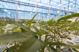 Rows of green plants growing in a large, well-lit greenhouse. The structure's glass roof allows natural light to enhance the environment, with additional artificial lighting suspended overhead. The plants are neatly arranged in rows, and there are wires or tubing visible potentially for irrigation.