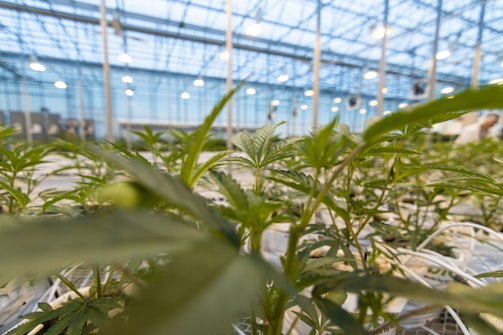 Rows of green plants growing in a large, well-lit greenhouse. The structure's glass roof allows natural light to enhance the environment, with additional artificial lighting suspended overhead. The plants are neatly arranged in rows, and there are wires or tubing visible potentially for irrigation.
