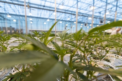 Rows of green plants growing in a large, well-lit greenhouse. The structure's glass roof allows natural light to enhance the environment, with additional artificial lighting suspended overhead. The plants are neatly arranged in rows, and there are wires or tubing visible potentially for irrigation.