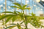 A close-up of a cannabis plant inside a greenhouse, with bright lights shining from the ceiling. The plant's leaves are prominently displayed, showcasing their serrated edges. Other plants are visible in the blurred background, suggesting a large indoor cultivation space.