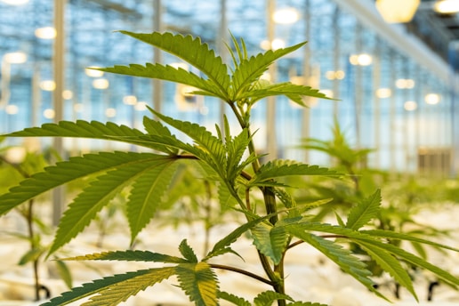 A close-up of a cannabis plant inside a greenhouse, with bright lights shining from the ceiling. The plant's leaves are prominently displayed, showcasing their serrated edges. Other plants are visible in the blurred background, suggesting a large indoor cultivation space.
