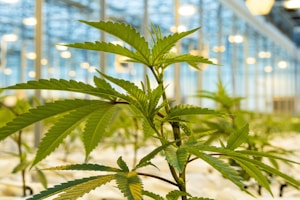 A close-up of a cannabis plant inside a greenhouse, with bright lights shining from the ceiling. The plant's leaves are prominently displayed, showcasing their serrated edges. Other plants are visible in the blurred background, suggesting a large indoor cultivation space.