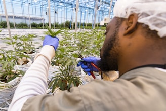 A person wearing blue gloves, a white hair net, and a beige shirt is seen trimming and tending to a plant in a large greenhouse. There are multiple small plants organized in rows, each placed in white containers on racks. The greenhouse has a structured framework with blue metal pipes and allows ample natural light.