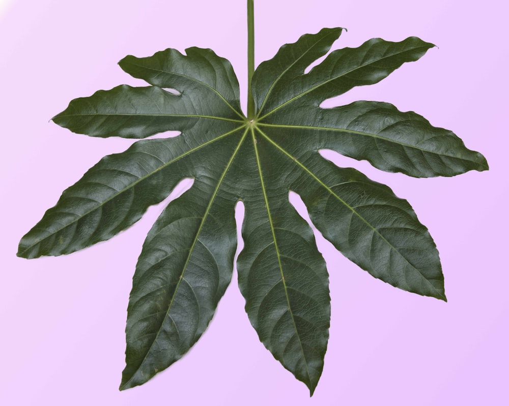 a large green leaf on a pink background