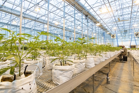 A large greenhouse environment filled with rows of young plants in white growing bags. The structure is spacious and well-lit with natural light coming through the transparent roof and artificial lights hanging overhead. A person sits among the rows, possibly monitoring the plants.