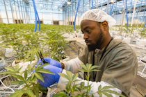 Close-up of a seasoned farmer’s hands gently tending to a flowering cannabis plant under bright Jamaican sunlight.
