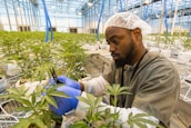 A person wearing protective clothing and gloves is tending to cannabis plants in a large indoor greenhouse. The setting is well-lit with numerous plants organized in rows on metal tables. The individual appears focused as they use a tool, likely for trimming or inspection.