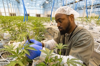 A person wearing protective clothing and gloves is tending to cannabis plants in a large indoor greenhouse. The setting is well-lit with numerous plants organized in rows on metal tables. The individual appears focused as they use a tool, likely for trimming or inspection.