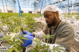A person wearing protective clothing and gloves is tending to cannabis plants in a large indoor greenhouse. The setting is well-lit with numerous plants organized in rows on metal tables. The individual appears focused as they use a tool, likely for trimming or inspection.