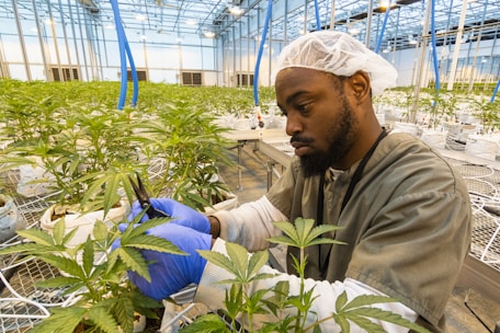 A person wearing protective clothing and gloves is tending to cannabis plants in a large indoor greenhouse. The setting is well-lit with numerous plants organized in rows on metal tables. The individual appears focused as they use a tool, likely for trimming or inspection.